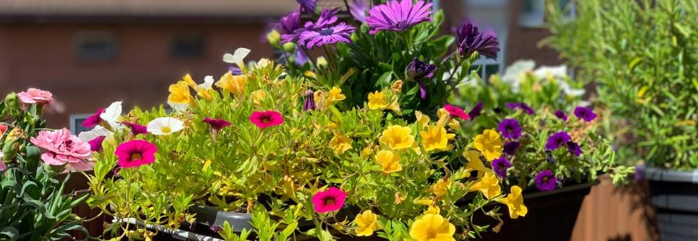Balkonkasten bepflanzt mit bunten Sommerblumen in Gelb, Lila und Pink